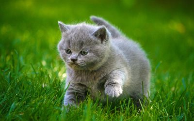 gri kedi yavrusu, çimen
