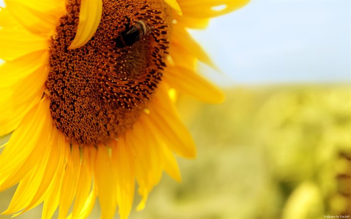 sunflower, field, macro