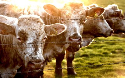 la clôture, les vaches, coucher de soleil