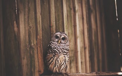 owl, the fence, birds