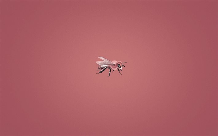 l'abeille, le minimalisme, arrière-plan rose