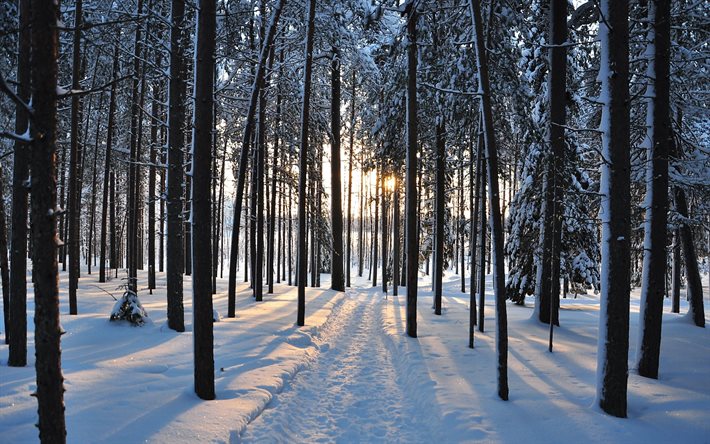 yol, kar, orman, kış, sürüklenir