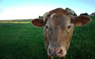 campo, una mucca, una curiosità