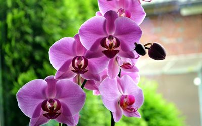 buds, orchids, exotic flowers