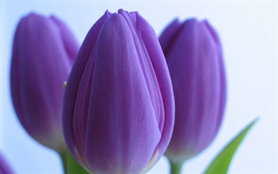 púrpura tulipanes, macro, las yemas