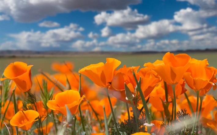 maki, escholzia de la californie, des fleurs d'orange, pavot de californie