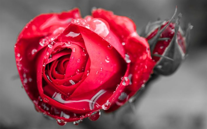 bud, macro, red rose, drops