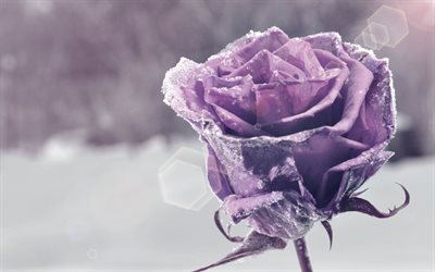 purple rose, frost, bud, macro
