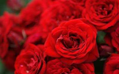 macro, las yemas, las rosas rojas, flores