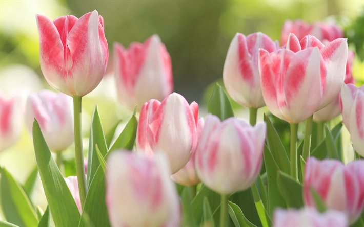 tulipas cor de rosa, botões, flores, primavera