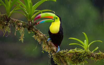 iridiscente tucanes, pájaros de la selva, la lluvia