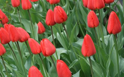 campo de tulipanes rojos, flores