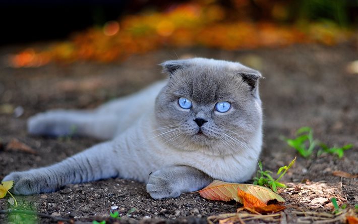 القطط, الاسكتلندي طية, العيون الزرقاء, رمادي