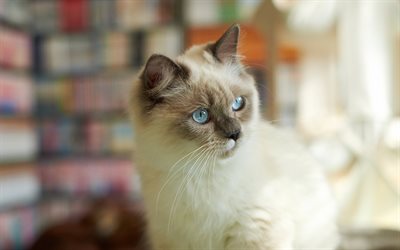 olhos azuis, gatos, gato siamês
