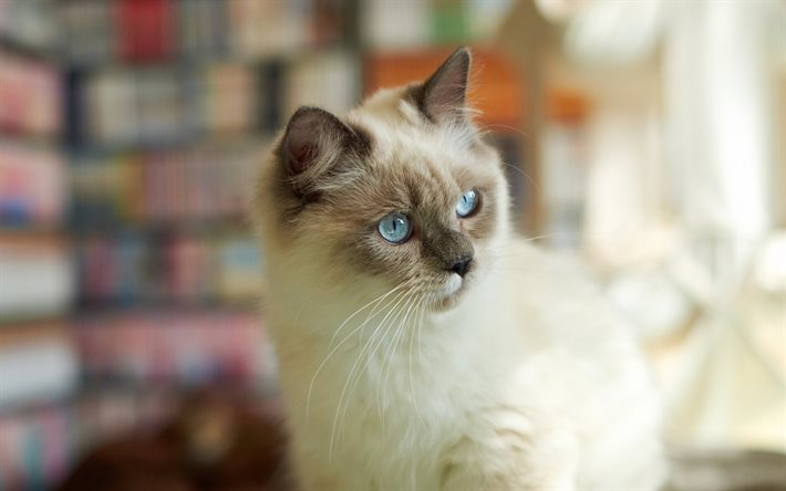 blå ögon, katter, siameser