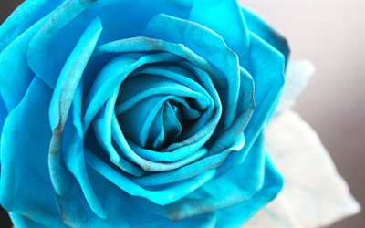 butok, rosa azul, flores azuis
