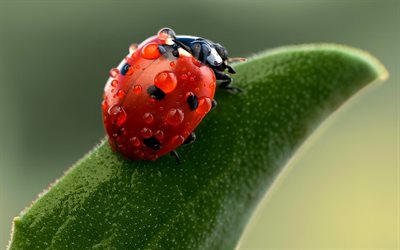 ladybug, drops, petal, plant