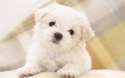 cucciolo, maltese, il cane, un maltese bianco