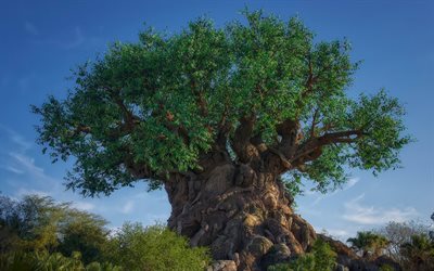 der baum des lebens, sommer, himmel, abend