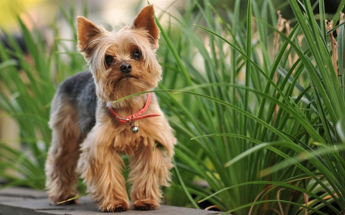 köpekler, silky terrier