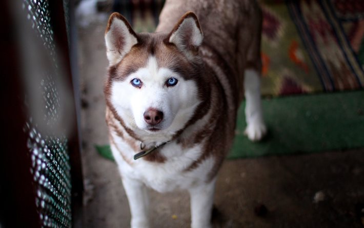 brun, husky, les yeux bleus, les chiens
