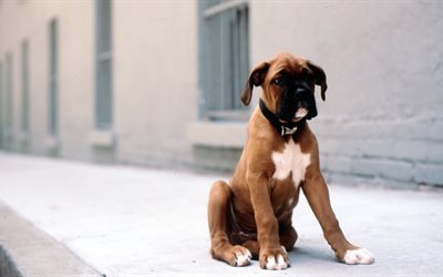 dogs, puppy, boxer