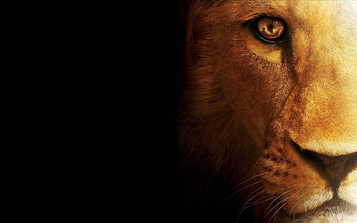 predator, lion, 짐승의 왕
