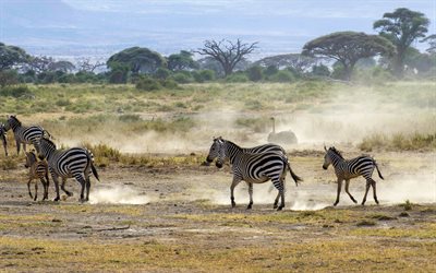 zebra, strutsar, afrika, savann, vilda djur
