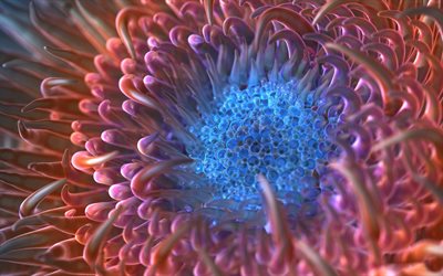 los corales, actinium, anémona de mar