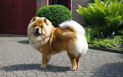 il chow chow, cani, chow chow, compagno