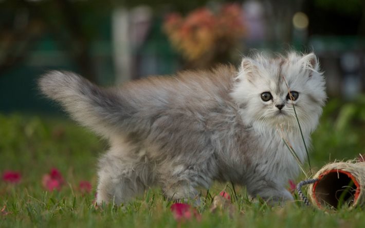 kitten, grass, animals