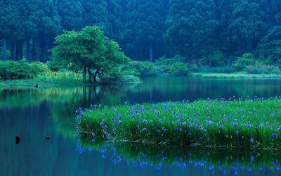 japón, bosque, takashima, por la noche, en la prefectura de shiga, el estanque