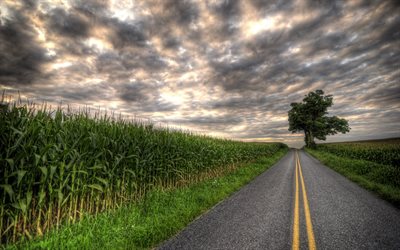 field, corn, road, summer, hdr