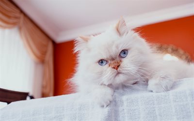 olhos azuis, gato persa, gato, persa