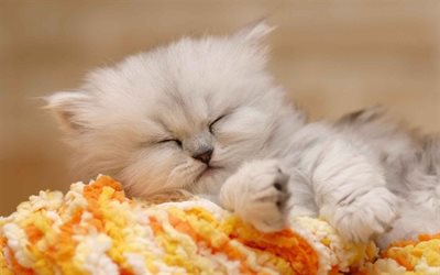 kissanpentu, kissat, brittiläinen chinchilla, uni
