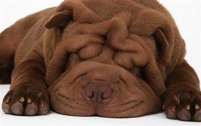 sommeil, chiot, chiens, sharpay, shar-pei
