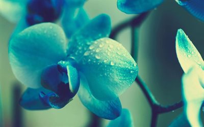 flowers, blue orchids, macro