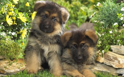 Cuccioli di Pastore tedesco, Pastore tedesco cani