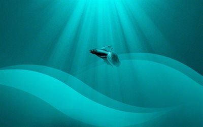 fisch unter wasser, licht, abstraktion