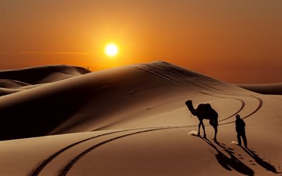 hiekka, autiomaa, auringonlasku, dyynit, kamelit