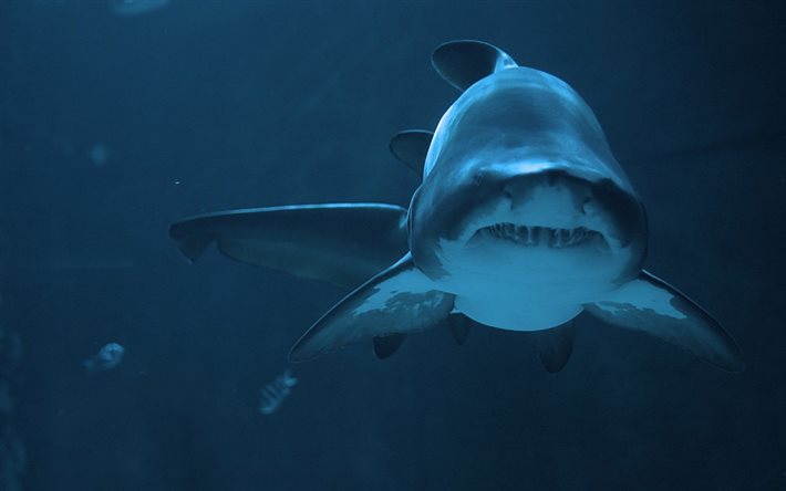 under water, shark
