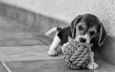 valp, beagle, svartvitt foto, hundar