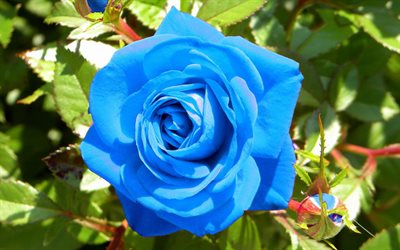 bud, arbusto, azul, rosa, flores