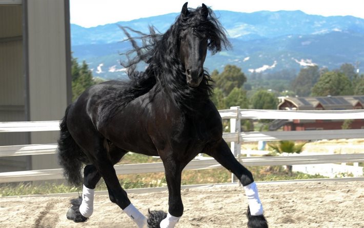 black horse, horse, animals