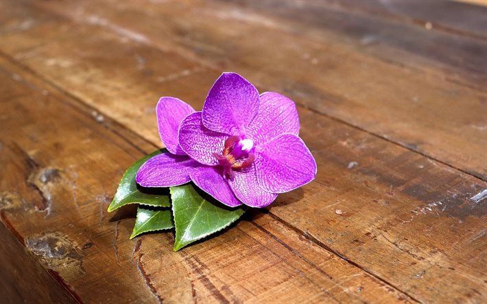 orchid, flower, board, shop