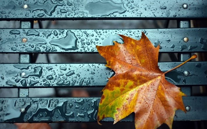 yellow leaf, shop, macro, the rain, autumn