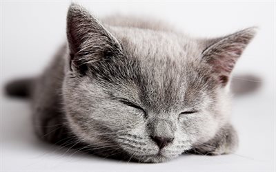 grey 고양이, sleep, 고양이