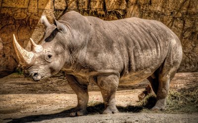 los animales, el zoológico, el rinoceronte, bestia