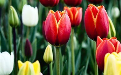 tulpen -, makro -, blumen