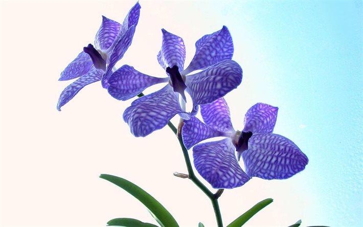 les orchidées, les fleurs, la violette orchidée